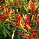 15 SEEDS Chilly Chili Ornamental Pepper Seeds / ORGANIC / FLORIDA GROWN