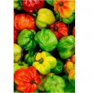 20 SEEDS Scotch Bonnet Pepper Seeds