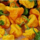 30 SEEDS YELLOW SCOTCH BONNET HOT PEPPER SEEDS spicy CARIBBEAN culinary
