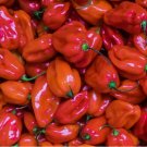 30 SEEDS RED SCOTCH BONNET HOT PEPPER SEEDS spicy CARIBBEAN culinary