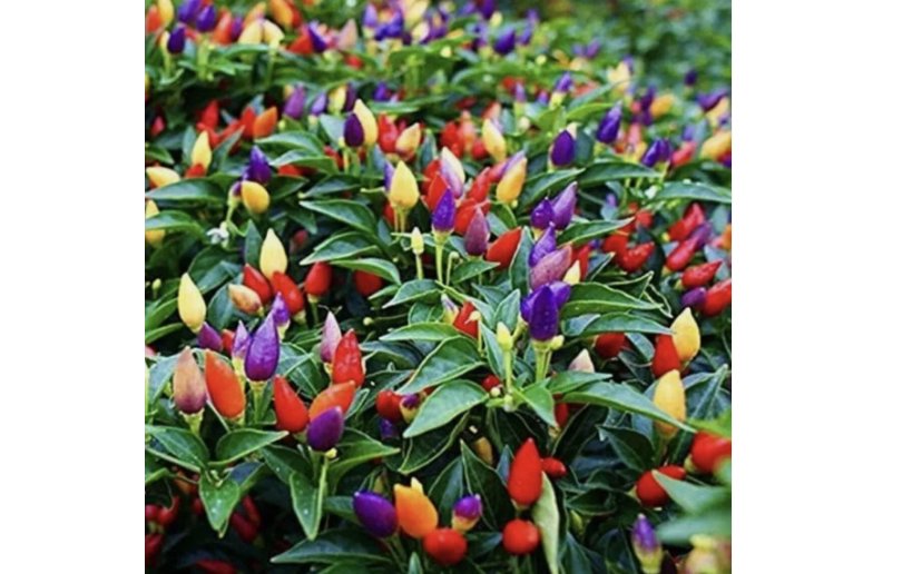 Five Color Chili Pepper- Rainbow Chili Seeds for Planting 50 SEEDS