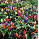 Five Color Chili Pepper- Rainbow Chili Seeds for Planting 50 SEEDS