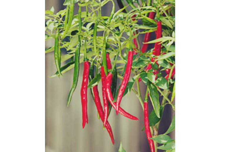 Hot Cayenne long slim Pepper Seeds | Heirloom & Non-GMO 50 SEEDS Hot