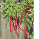 Hot Cayenne long slim Pepper Seeds | Heirloom & Non-GMO 50 SEEDS Hot