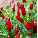 100 SEEDS Pequin Chili Pepper Seeds, Piquin, Bird Pepper, Compact Spicy Chili
