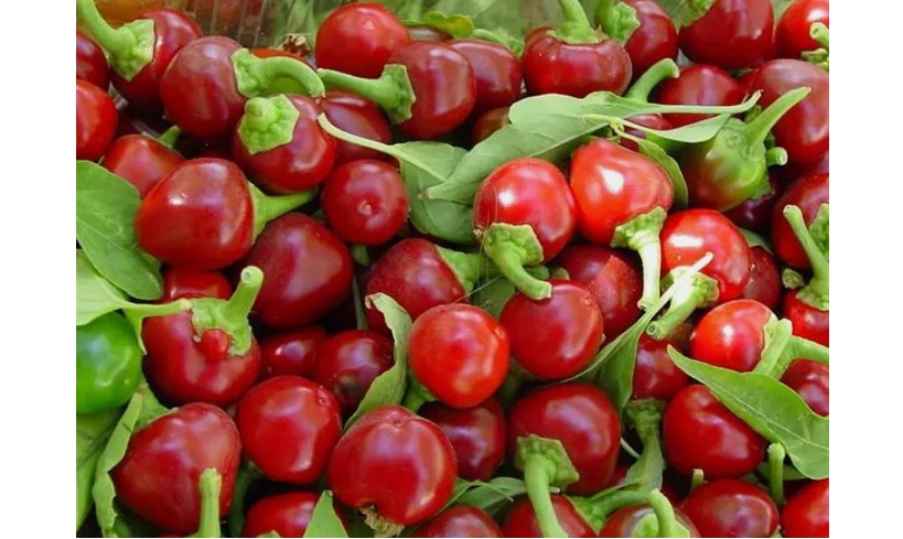 100 SEEDS Red Cherry Hot Pepper Seeds, Cherry Bombs, Pimenta, NON-GMO