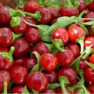 100 SEEDS Red Cherry Hot Pepper Seeds, Cherry Bombs, Pimenta, NON-GMO