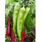 100 SEEDS New Mexico Big Jim Chili Pepper Seeds