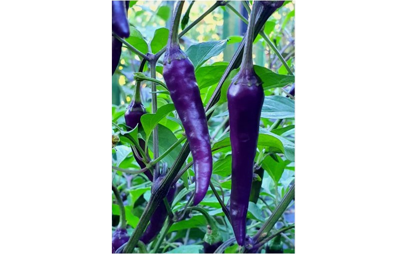40 SEEDS PURPLE CAYENNE PEPPER SEEDS