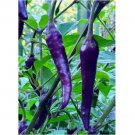 40 SEEDS PURPLE CAYENNE PEPPER SEEDS