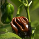 50 SEEDS Chocolate Habanero Pepper Seeds, Jamaican Jerk, EXTREMELY HOT PEPPER