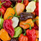 50 SEEDS RAINBOW HABANERO PEPPER SEEDS MIX