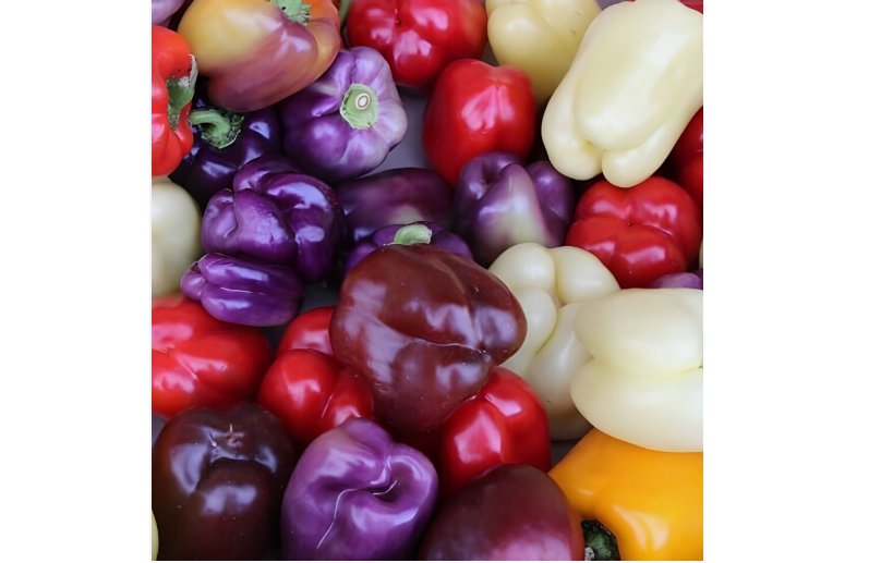50 SEEDS BELL PEPPER SEEDS MIX RED purple GREEN white YELLOW chocolate GARDEN VEGGIES