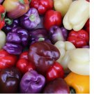 50 SEEDS BELL PEPPER SEEDS MIX RED purple GREEN white YELLOW chocolate GARDEN VEGGIES