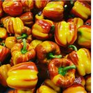 Aloha Rainbow Sunset Bell Pepper Seeds , Organic NON - GMO 10 SEEDS