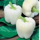 40 SEEDS White Bell Sweet Pepper Seeds Capsicum Annuum Vegetable NON-GMO