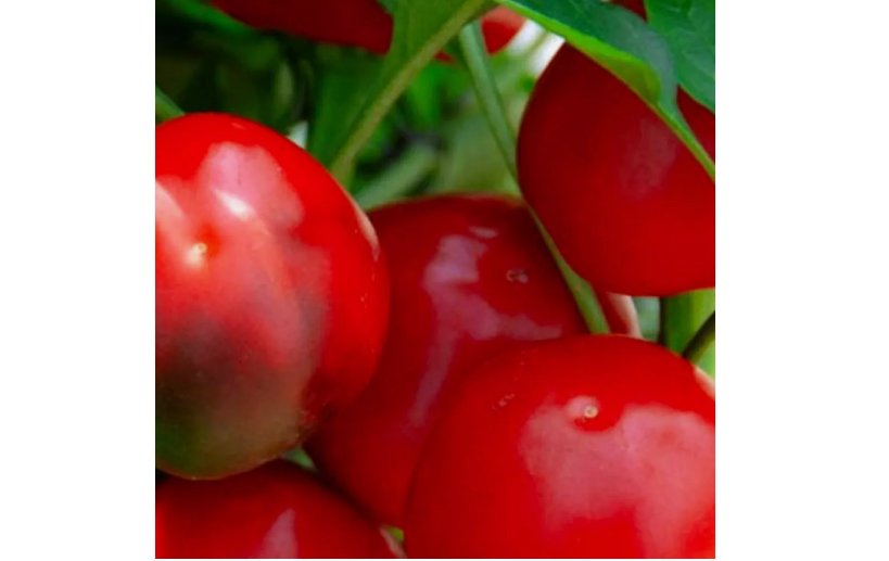100 SEEDS Red Cherry Sweet Pepper Seeds | NON-GMO