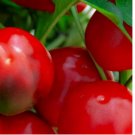 100 SEEDS Red Cherry Sweet Pepper Seeds | NON-GMO