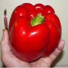 GIANT RED BELL PEPPER SEEDS -120 SEEDS SWEET HEIRLOOM - ORGANIC - NON GMO