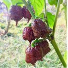 Chocolate Carolina Reaper Chili Pepper Seeds World Record Hot Peppers Seed 100 SEEDS