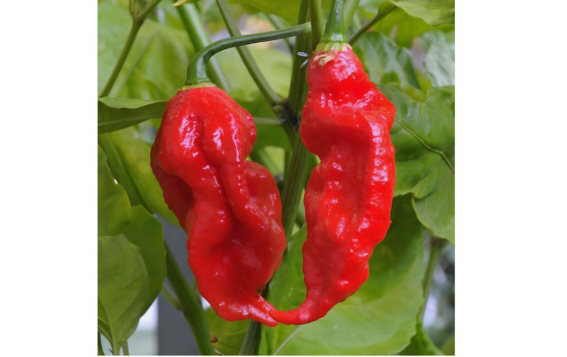 Ghost Pepper Seeds Bhut Jolokia World Record Hot Peppers Vegetable Seed 100 SEEDS