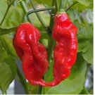Ghost Pepper Seeds Bhut Jolokia World Record Hot Peppers Vegetable Seed 100 SEEDS