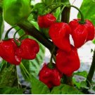 Heirloom Caribbean Red Habanero Hot Pepper,50 SEEDS Organic NON-GMO