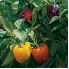 120 SEEDS Rainbow Bell Pepper Seeds, Capsicum anuum, NON-GMO