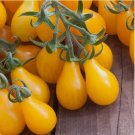25-50 SEEDS Pear Tomato Seeds - Tomato seeds - Non GMO