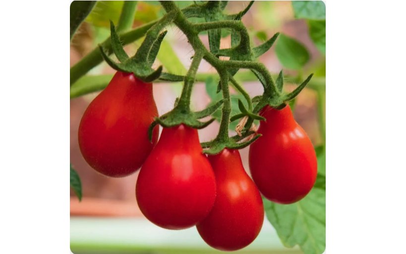 20+ SEEDS Red Pear Cherry Tomato Seeds | NON-GMO