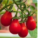 20+ SEEDS Red Pear Cherry Tomato Seeds | NON-GMO
