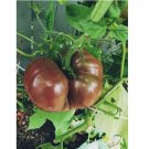 50+ SEEDS Black Krim Tomato Seeds, NON-GMO,