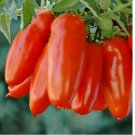 San Marzano Tomato Seeds | NON-GMO 100 SEEDS