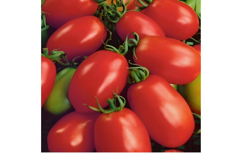 50+ SEEDS NAPOLI TOMATO