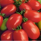 50+ SEEDS NAPOLI TOMATO