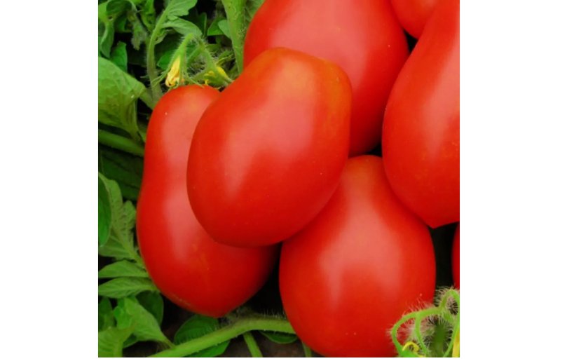 50 SEEDS Roma VF Tomato Seeds | NON-GMO