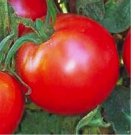 250 SEEDS Bradley Tomato Seeds | NON-GMO