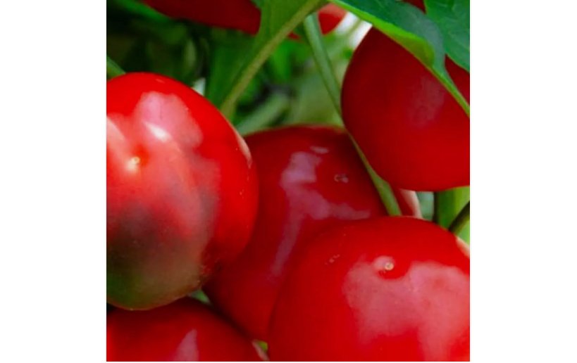 100 SEEDS Red Cherry Sweet Pepper Seeds | NON-GMO