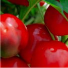 100 SEEDS Red Cherry Sweet Pepper Seeds | NON-GMO