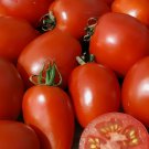 20+ SEEDS AMISH PASTE TOMATO Indeterminate GARDEN vegetables SAUCE
