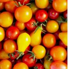 50 SEEDS Rainbow Cherry Tomato Mix Seeds | NON-GMO