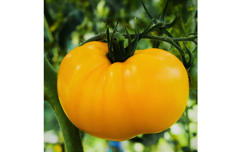 Heirloom Yellow Beefsteak Tomato Seeds - NonGMO 75 SEEDS
