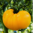 Heirloom Yellow Beefsteak Tomato Seeds - NonGMO 75 SEEDS