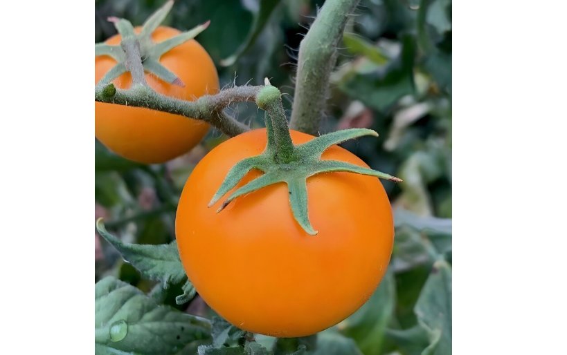 Orange Cherry Tomato Seeds - Heirloom - NON GMO 120 SEEDS