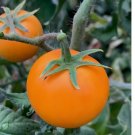 Orange Cherry Tomato Seeds - Heirloom - NON GMO 120 SEEDS