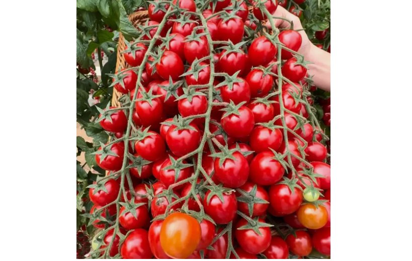 WATERFALL TOMATOES 100 SEEDS