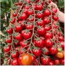 WATERFALL TOMATOES 100 SEEDS