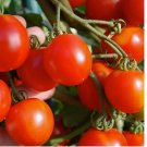 50 SEEDS Stupice Tomato Ct Vegetable Czech HEIRLOOM NON-GMO