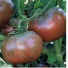 50 SEEDS Cherokee Purple Tomato Ct Vegetable HEIRLOOM NON-GMO