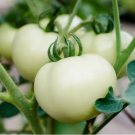 50 SEEDS Great White Tomato Ct White Beefsteak Vegetable NON-GMO